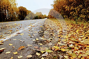 Autumn time: the asphalt road and its roadside are covered with fallen yellow maple leaves