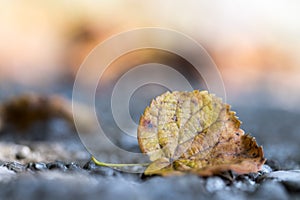 Autumn time: Beautiful colorful leaf lying on the floor, fall concept with copy space photo