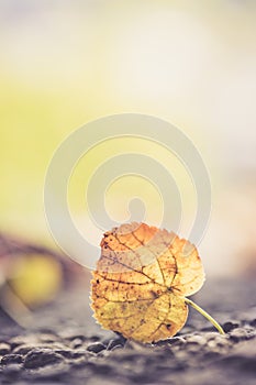 Autumn time: Beautiful colorful leaf lying on the floor, fall concept with copy space photo