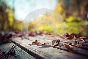 Autumn time: Beautiful colorful leaf lying on a park bank, fall concept with copy space