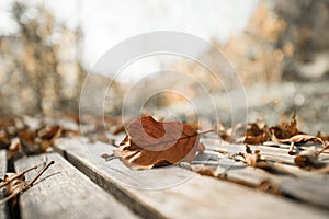 Autumn time: Beautiful colorful leaf lying on a park bank, fall concept with copy space