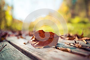 Autumn time: Beautiful colorful leaf lying on a park bank, fall concept with copy space