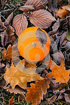 Autumn time.First frosts. pumpkin in autumn leaves in hoarfrost.White frost on brown leaves. Autumn weather.Beautiful