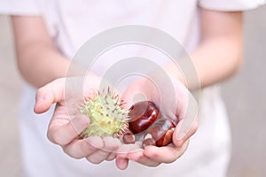 Autumn time. Handful of conkers. chestnuts in kids hand