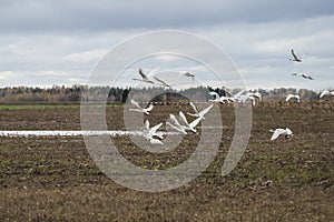 Autumn time in nature of Latvia with flying whooper swans