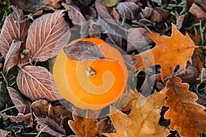 Autumn time. pumpkin in autumn leaves in hoarfrost on brown autumn leaves background.First frosts.White frost on brown