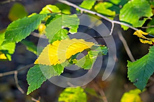 autumn time, sunlit autumn, colorful fall, colorful autumn hornbeam leafs, Carpinus