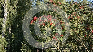 Autumn time viburnum red berry