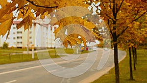 Autumn timelapse of mapple trees and leaves near town road, fall in the city in october