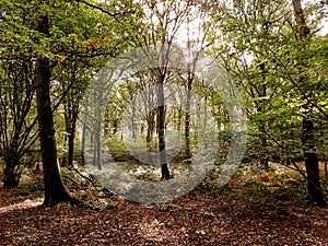 Autumn tinges in English Woodland