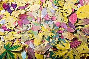 Autumn tints photo