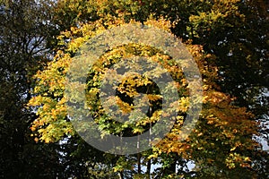 Autumn tints on colorful tree, Fitz Park, Keswick