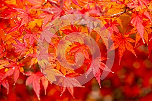 Autumn tints in Japan