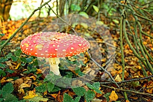 Autumn, toadstool