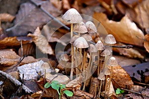 Autumn toadstools