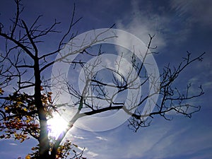 Autumn top tree & sun & blue sky