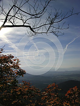 Autumn top tree & sun & blue sky