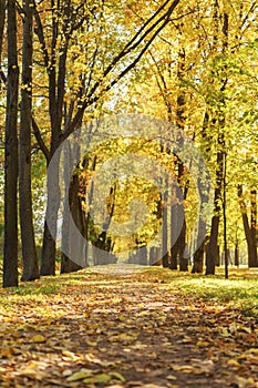 Autumn town alley with golden fall trees and fallen leaves