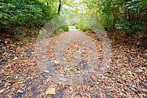 Autumn Trail