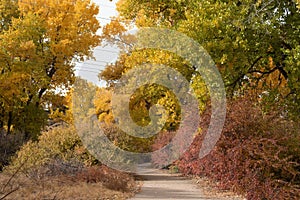 Autumn Trail with Cottonwoods and Oak Brush