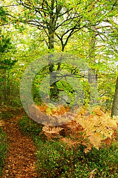 Autumn trail in a forest