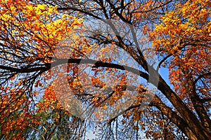 Autumn tree