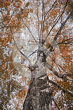 Autumn tree