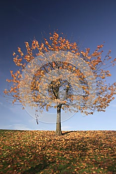 Autumn Tree