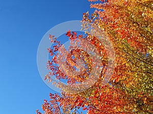 Autumn Tree