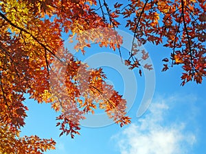 Autumn Tree