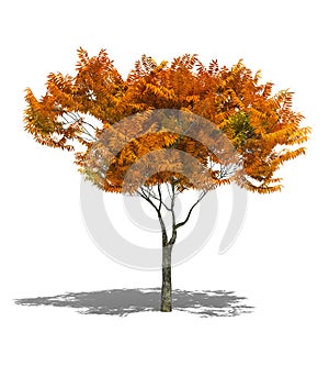 Autumn tree