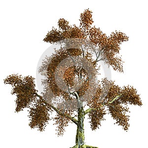 Autumn tree 3d illustration isolated on white background