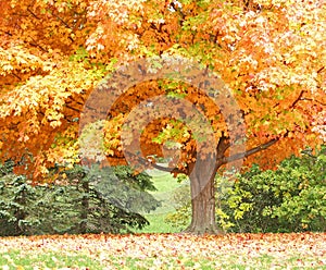 Autumn Tree