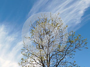 Autumn tree on a backgroun of sky and clouds. photo
