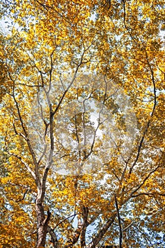 Autumn tree background