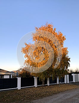 Autumn tree on the background of the blue sky and the roof of the house