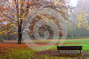 Autumn tree with beautiful colors and an empty bench in the park.