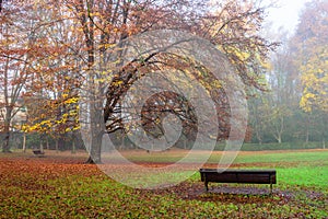 Autumn tree with beautiful colors and an empty bench in the park.