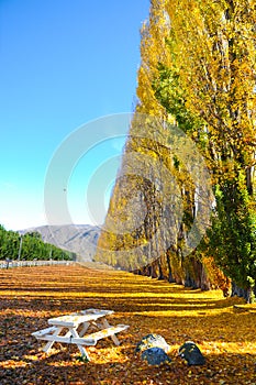 Autumn tree with beautiful nature in New Zealand