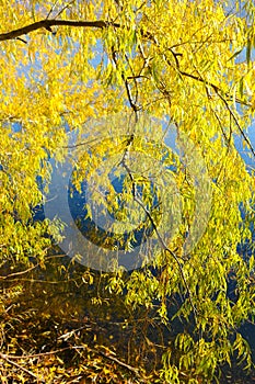 Autumn tree with beautiful nature in New Zealand