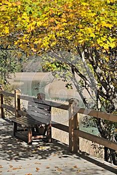 Autumn tree with bench