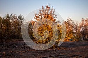 Autumn tree on the blue sky