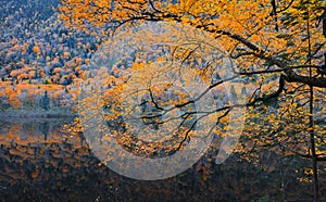 Autumn tree branch over river