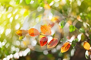 Autumn tree branch with red and yellow leaves on blurred bokeh background with sun light, fall season nature abstract image