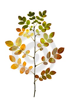 Autumn tree, branch of wild rose with colorful leaves, isolate on a white background, crafts from fallen leaves, plant texture