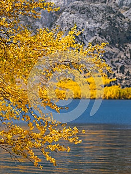 Autumn tree branches against the mountain lake background