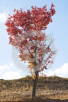 Autumn tree branches with red leaves