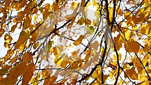 Autumn tree branches sunlight leaves. Autumn landscape. Autumn , very shallow focus. Wide panorama format. Sunshine