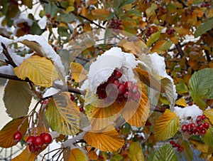 Autumn tree branches with yellow and green leaves and with red berries covered with first snow.