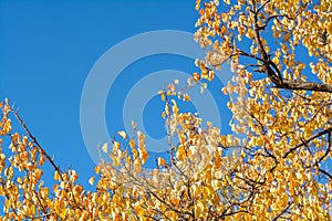 Autumn tree branches with yellow leaves